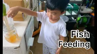 Fish Feeding