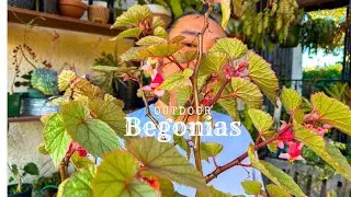 My Begonias Are Thriving Outside!