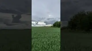 Сыктывкар овсяное поле