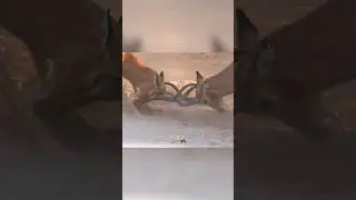 The Power! (Name the Animal) 