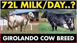 This cow gives 72 Liter Milk / day..! Highest Milk producing Cow in the World | Girolando Cow Breed