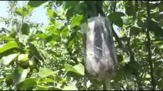 How to air-layer a pear tree. A proven method.