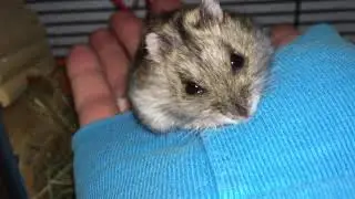 Хомяк Славик грызёт одежду