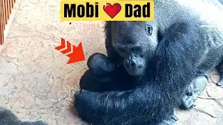 Giant Heart: Silverback Dad Kisumu Shows Tenderness to Mobi! ❤️