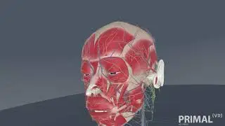 Primal Pictures Virtual Reality (VR)