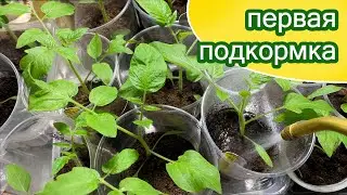 Первая подкормка индетерминантных томатов и перцев