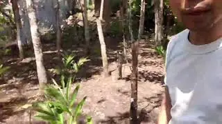 Budidaya tanaman KAPULAGA