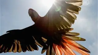 60 редких попугаев выпустили в дикую природу