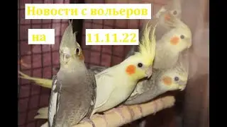 TimPtitZ: Новости  с вольеров на 11.11.22