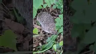 ОЙ! КАКОЙ ЕЖИК!