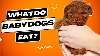 What Do Baby Dogs Eat? Expert Guide to Puppy Nutrition!