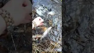 Рыбалка на Ямале. Рыбное место. #shorts