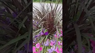 Красивые растения в напольных кашпо
