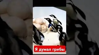 грибы встали и ушли😂😂 #животные