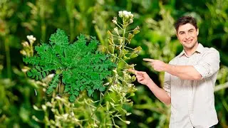 Жаг Жаг усимлиги фойдаси