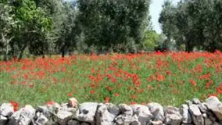 Insideyoga Del Sole