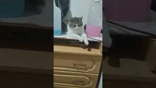 Мой кот Ёся лежит на тумбочке