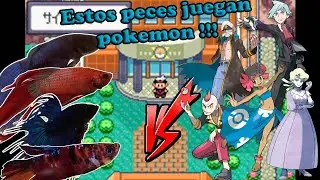 LA CURIOSA HISTORIA de los PECES GAMERS !!!