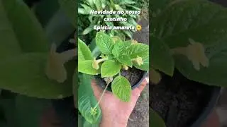 #EEPICIA AMARELA #plantasquecuram #plants