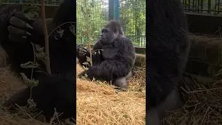 Gorillas have specialised intestines and gut bacteria, which ferment food to gain more nutrition