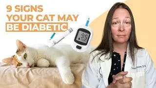 9 Signs Your Cat May Be Diabetic