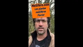 Toutes les plantes mellifères de février au jardin