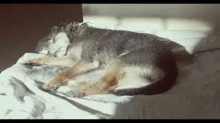 Spencer Zahn - Lullaby for My Dog
