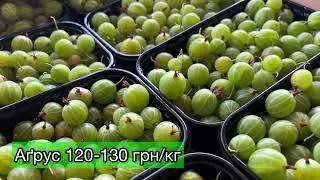 Огляд цін на ягоди та кісточкові🍒🍓 26.06.23