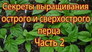 Secrets to Growing Hot and Super Hot Peppers: Part 2