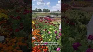 Элитный стандарт махровых цинний🌼цинния Гиганты Бенари | селекция ПРОФИ, обзор Усадьба-Семена