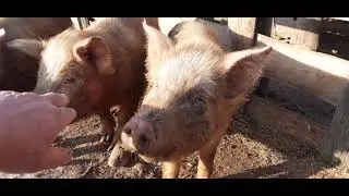 Два «гадких» поросёнка.  🐖«Пинк Флойд» (Pink Floyd ) 2 сезон,  24 серия 🐖