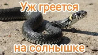 Змеи просыпаются после зимней спячки и выползают погреться на солнышке