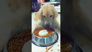 FUNNIEST DOG VIDEOS