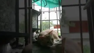 ORANGE KITTEN CAT BEHAVIOR, TRY TO BE RESPECTFULL.