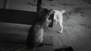 #Русский спаниель каспер и кот