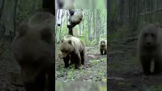 Медведи на приваде. 