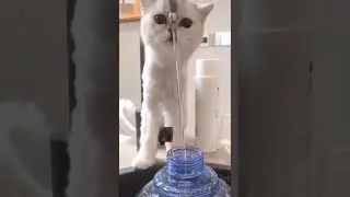 Cat vs water #Shorts