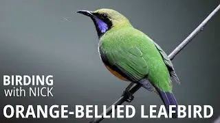 Orange-bellied Leafbird Call | Chloropsis hardwickii