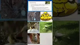 Imprinting vs. Insight Learning:Understanding the Differences#animals #youtubeshorts#viral #trending
