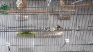 ציפורי פינקי