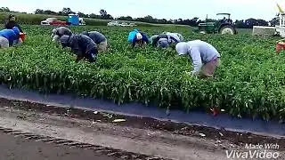 piscando (chile banana) en fremont ohio