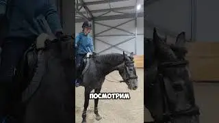 #horses