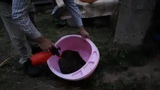 Нуклеусы, заряжаем.