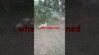 cats wait for each other.