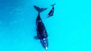 Whales By Drone 🐳 Deep Blue Discovery