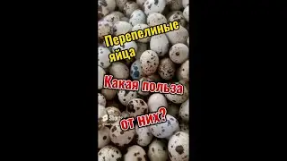 Какая польза от перепелиных яиц?