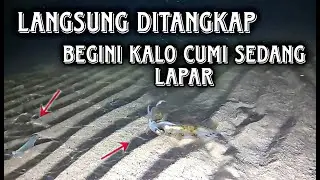 CUMI-CUMI INI SEDANG MEMANGSA IKAN ~SAMPAI BERPUTAR PUTAR