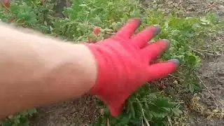 сорт крыжовника Тиксия