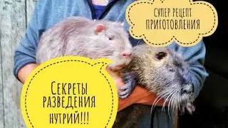 Все секреты разведения нутрий.! + РЕЦЕПТ ПРИГОТОВЛЕНИЯ👍👍👍 НУТРИЯ ТУШЁНАЯ В СМЕТАНЕ!