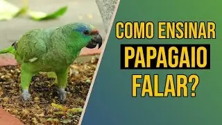 Como ensinar papagaio a falar?